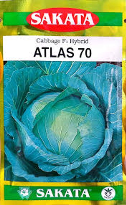এটলাস ৭০ হাইব্রিড জাতের বাঁধাকপির বীজ । F1 Hybrid Cabbage Seed Atlas 70