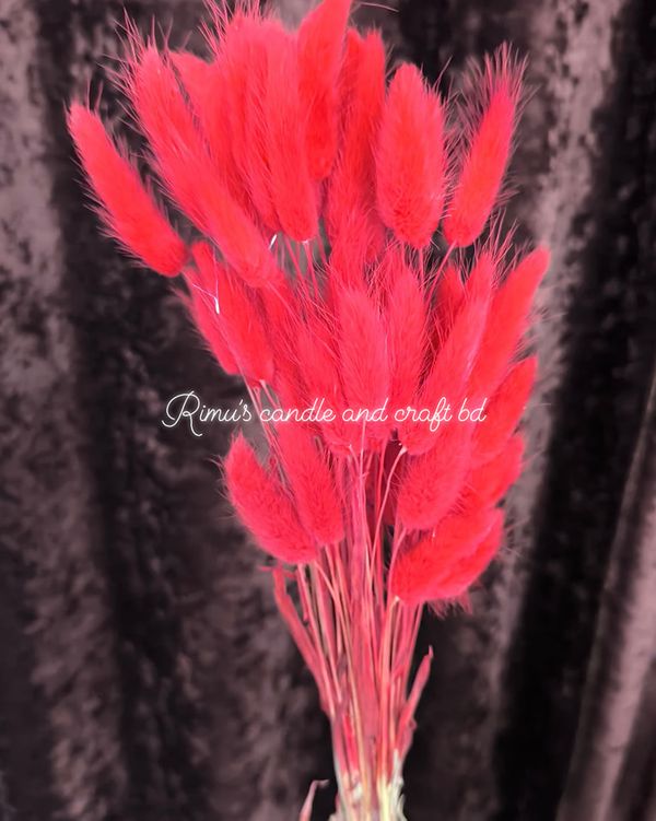 bunny tail driyed flower - Image 5