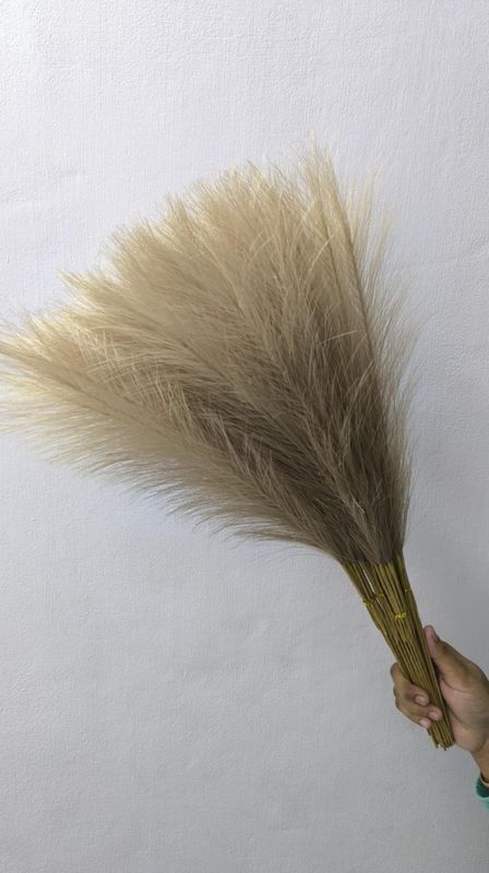 pampars grass - Image 3