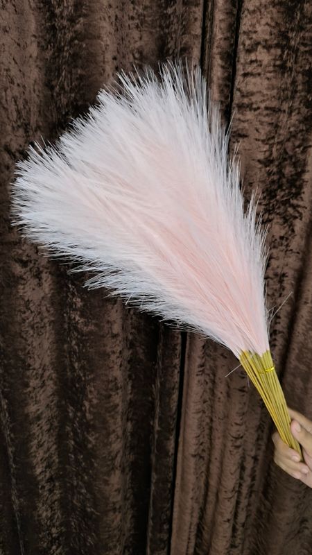 pampars grass - Image 5