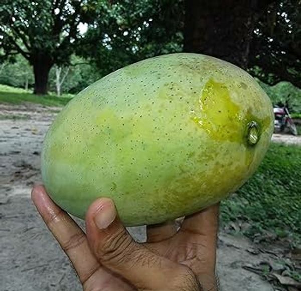 আম (সুরমা ফজলি) কেমিক্যাল মুক্ত