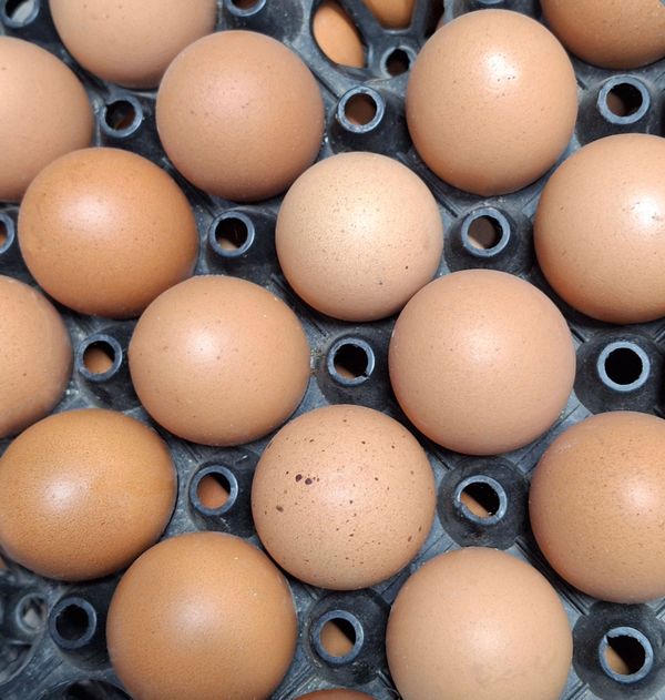 মুরগির ডিম ( ৪ পিছ ) - Chicken Egg - Murgir dim