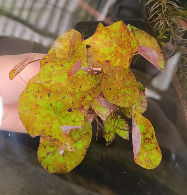 Tri colour dwarf Lily with bulbe