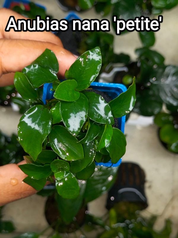 anubias Japan bonsai (large pot)