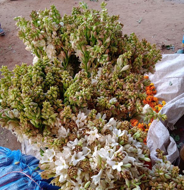 পাইকরী দামে রজনীগন্ধা ফুল কিনুন যশোরের গদখালী থেকে