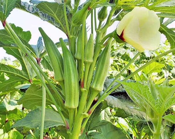 উচ্চ ফলনশীল দেশি জাতের উন্নত মানের ঢেঁড়শ বীজ