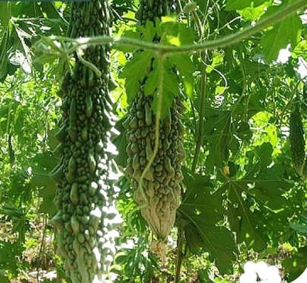 উচ্চ ফলনশীল "মারুফ-১" উন্নত মানের তিত করলা বীজ