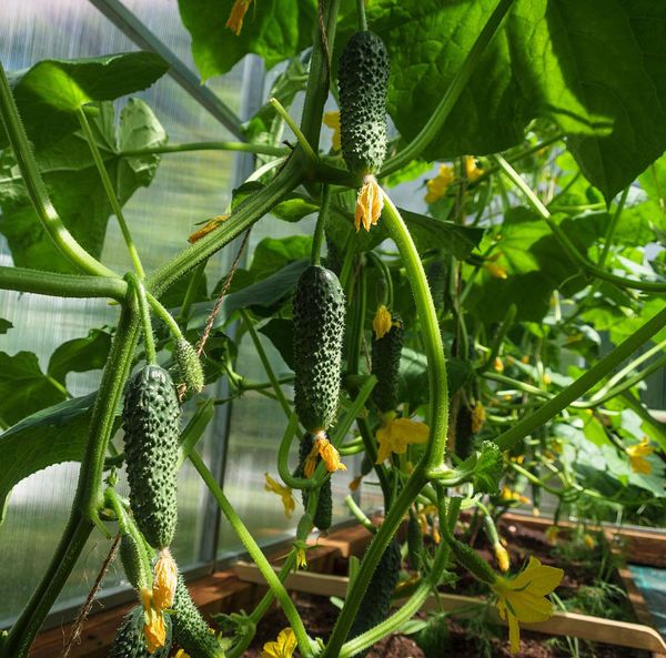 অধিক লাভজনক উচ্চ ফলনশীল শসা বীজ (হাইব্রিড)