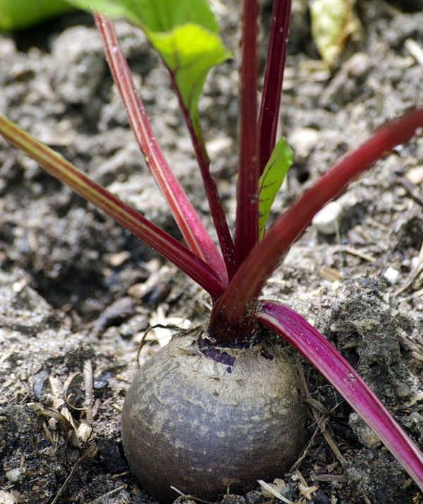 উন্নতমানের উচ্চ ফলনশীল হাইব্রিড বিটরুট বীজ