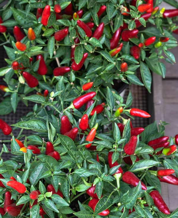 উচ্চ ফলনশীল হাইব্রিড অর্নামেন্টাল মরিচ বীজ