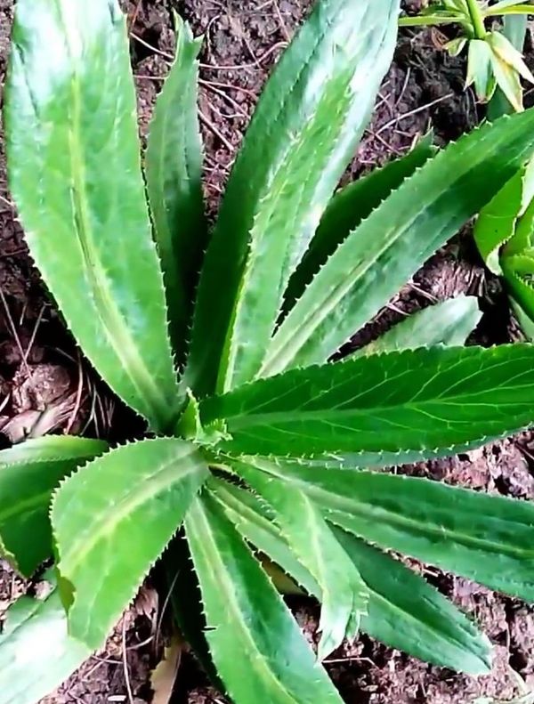 উচ্চ ফলনশীল প্রিমিয়াম মানের বিলাতি ধনিয়া পাতা বীজ