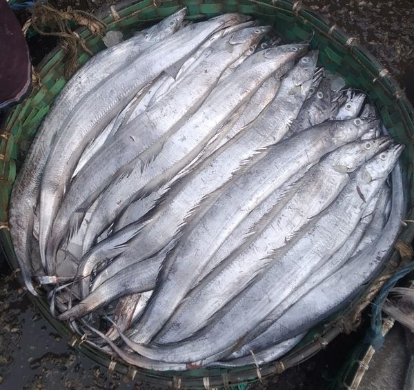 churi fish