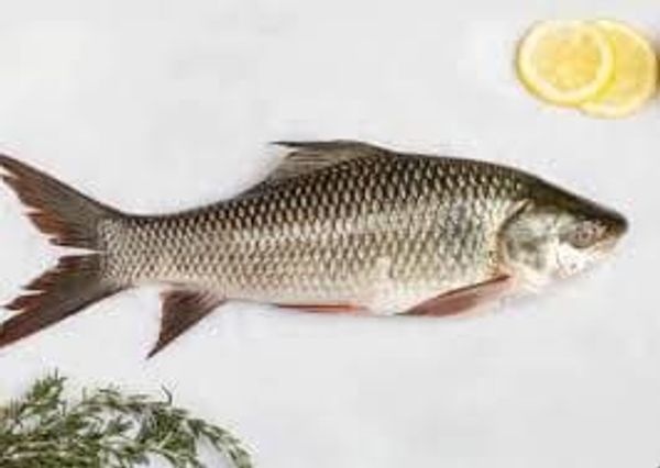 Rui Fish Whole (3 kg+ Size)- Per Kg - 370/-