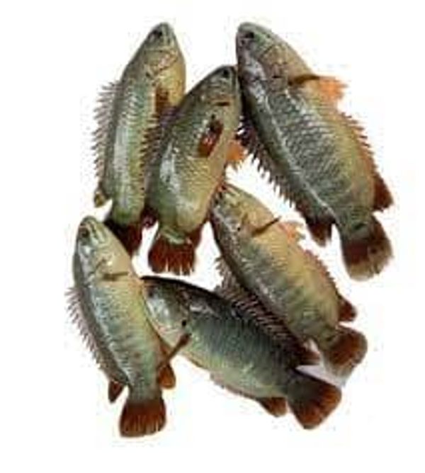Koi Fish 8-12 Pcs Kg