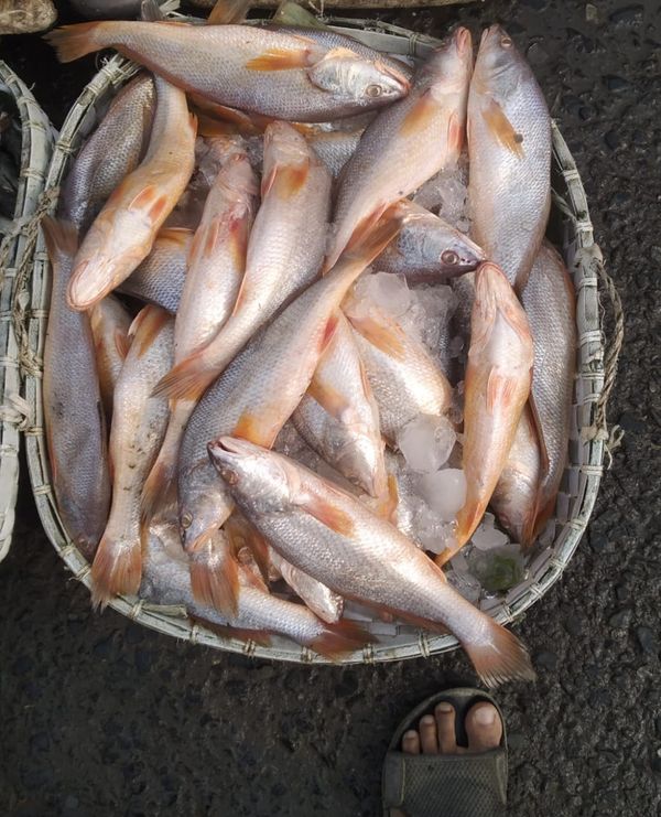 Lal Poa- 3 Pcs Kg