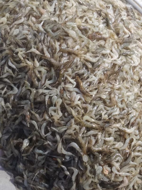 Deshi Torkari Cingri- 500 Gm