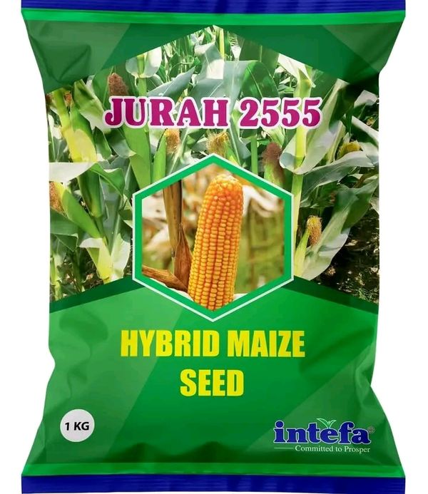 যুরাহ ২৫৫৫ হাইব্রিড ভূট্টা বীজ । Jurah 2555 Hybrid Corn / Maize Seed