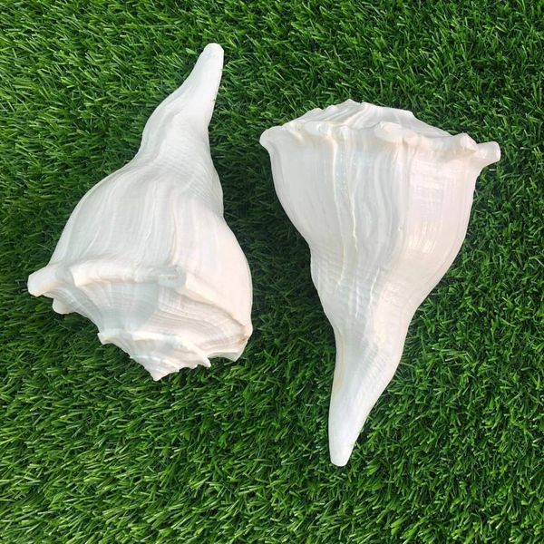অভিষেক শঙ্খ