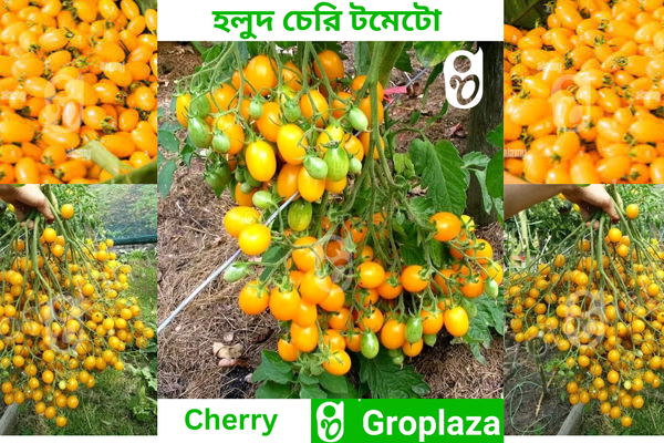 জনপ্রিয় হলুদ চেরি টমেটোর বীজ । yellow Cherry Tomato Seeds