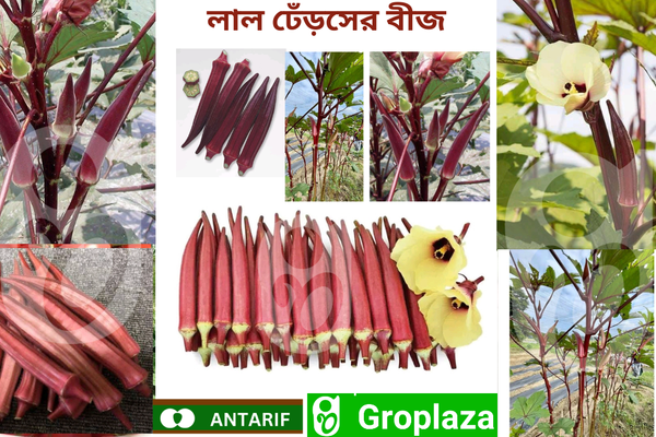 লাল ঢেঁড়সের বীজ। Red colour Okra / Bhendi Seeds