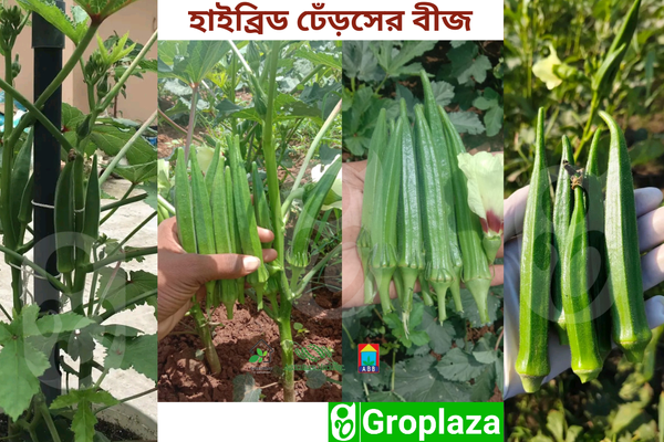 হাইব্রিড ঢেঁড়স বীজ। F1 Hybrid Okra/Bhendi Seeds