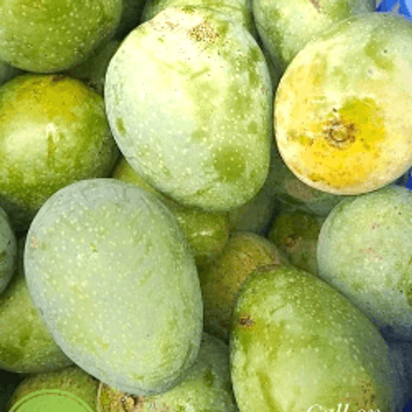 গোপালভোগ আম l