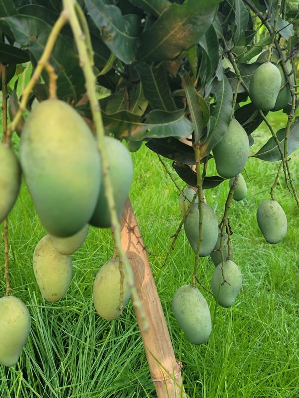 আম্রপালি গাছ