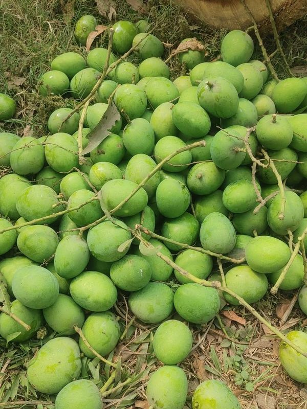 সাতক্ষীরার বিখ্যাত কাঁচা আম