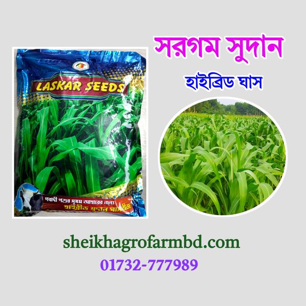সরগম সুদান হাইব্রিড ঘাস (লাল বীজ)