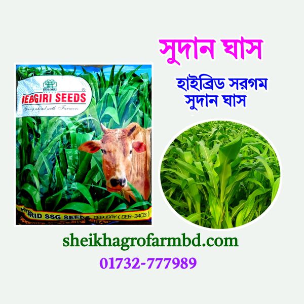 সরগম সুদান হাইব্রিড ঘাস (লাল বীজ)