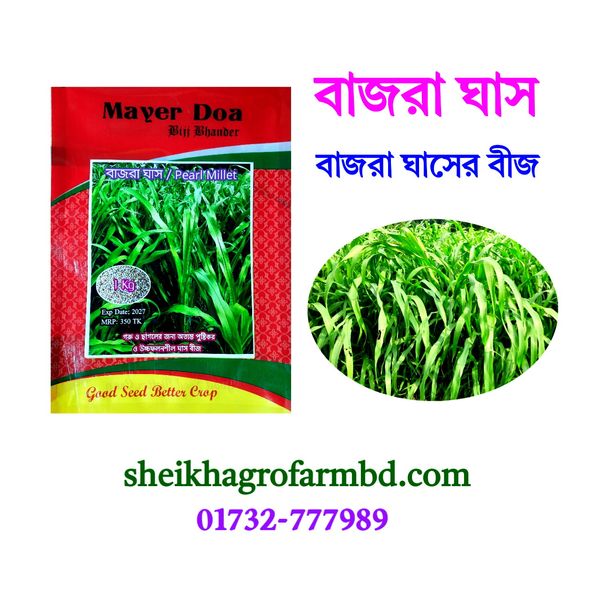বাজরা ঘাস