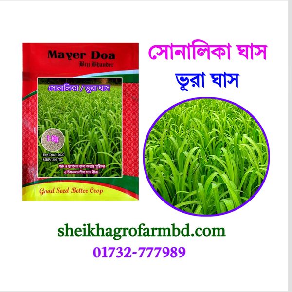 সোনালিকা / ভূরা ঘাস