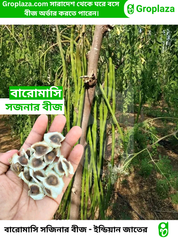 বারোমাসি ODC-3 সজিনা বীজ । Baromasi ODC-3 Sojina seeds.