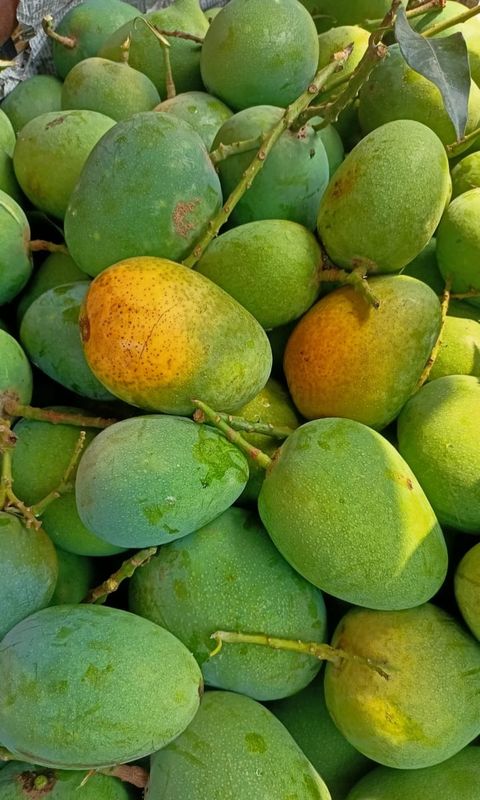 হিমসাগর আম ২৫ কেজি পয়েন্ট ডেলিভারি - Image 2