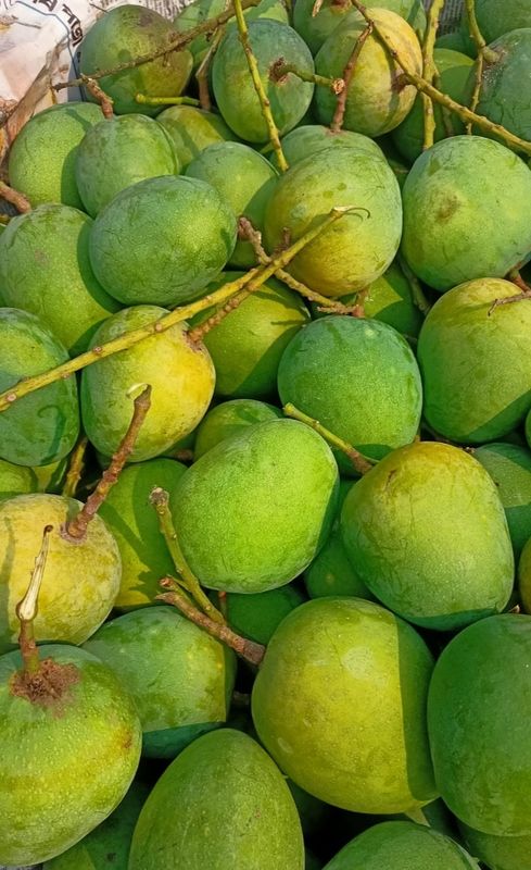 হিমসাগর আম ২৫ কেজি পয়েন্ট ডেলিভারি - Image 3