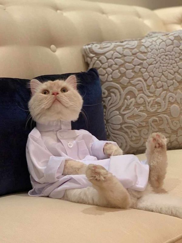 cat panjabi
