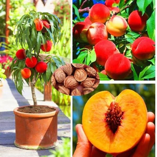 পীচ ফল