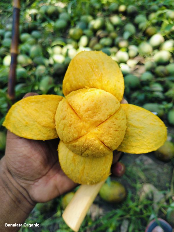 ল্যাংড়া ১২ কেজি পয়েন্ট ডেলিভারি - Image 2