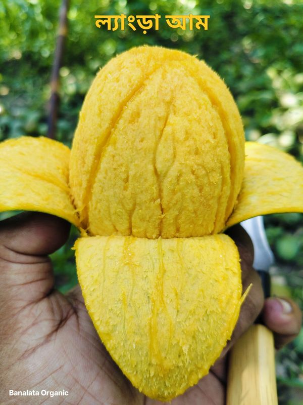 ল্যাংড়া ১২ কেজি পয়েন্ট ডেলিভারি - Image 3