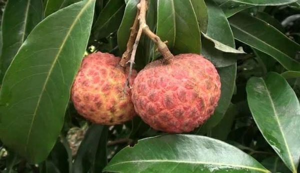 বেদানা লিচু🍒 ১০০পিস