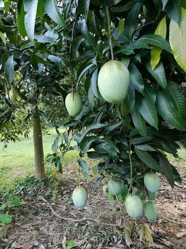 ল্যাংড়া আম