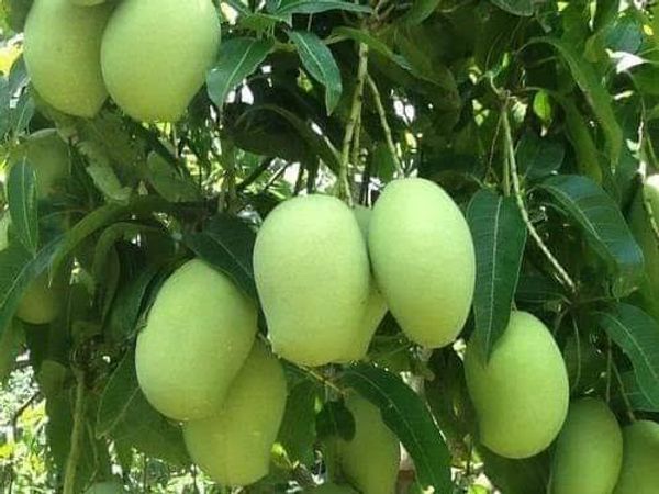 সূর্যাপুরী আম
