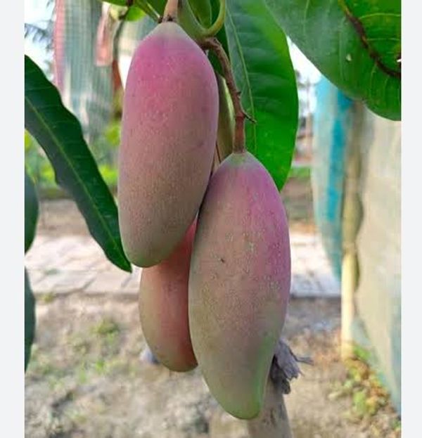 রেড আইভরি/ চিয়াংমাই