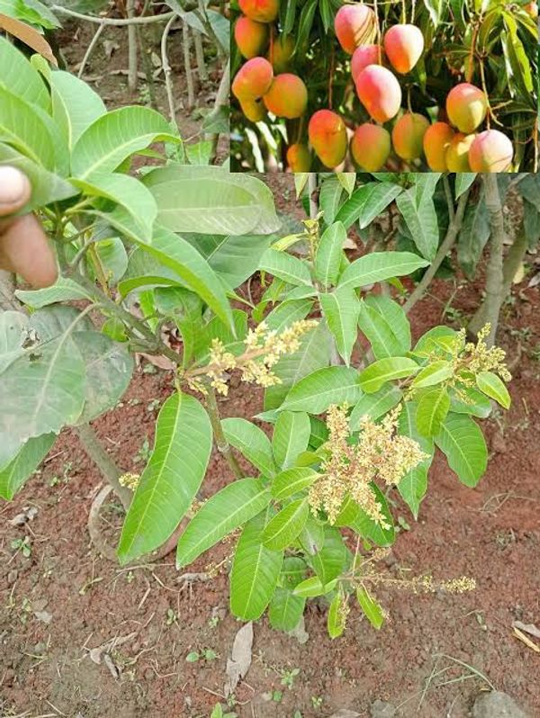 বারোমাসি চায়না ড্রপ