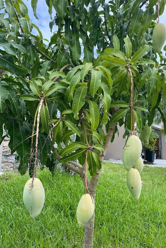 মল্লিকা আম