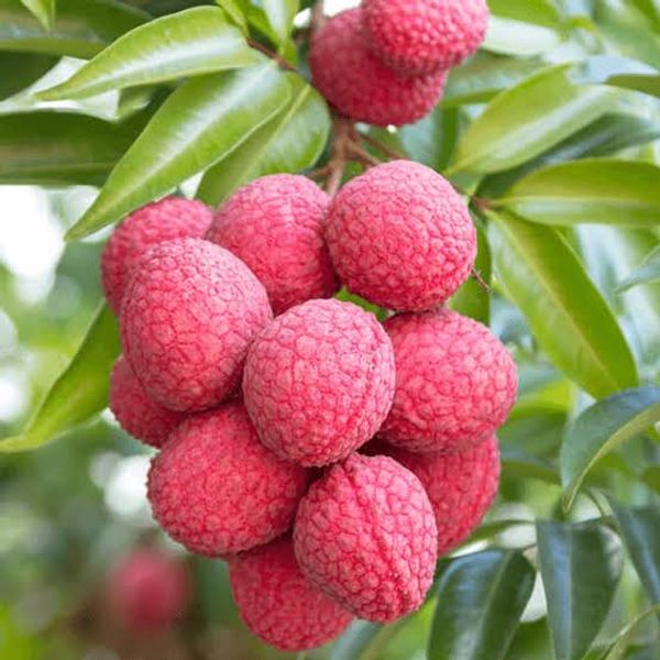 বম্বে লিচু