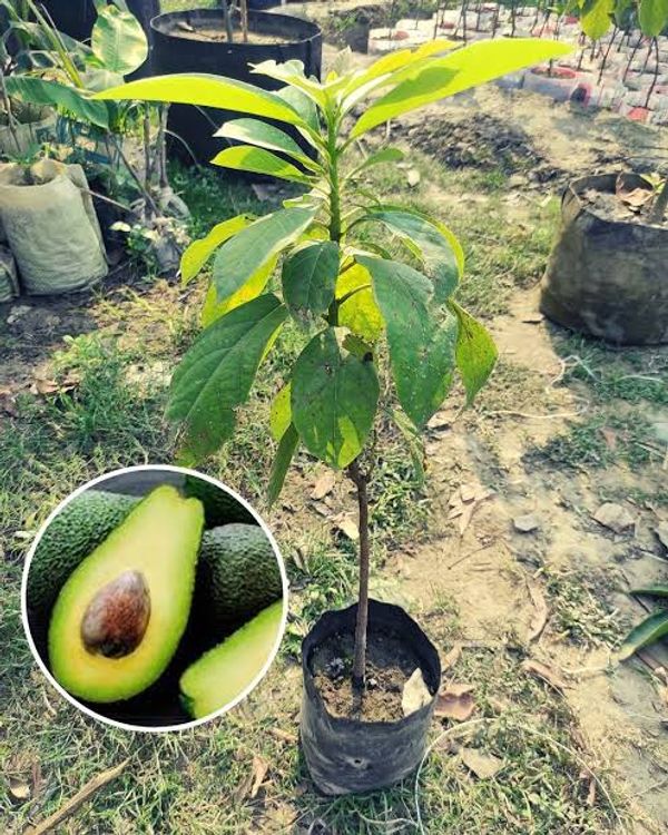 অ্যাভোকাডো