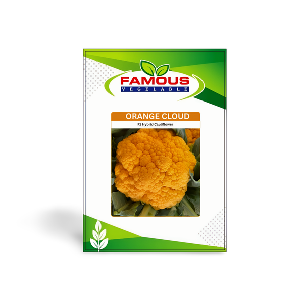 কমলা / হলুদ কালার রঙিন ফুলকপি হট পার্পল। ORANGE colored cauliflower seeds ORANGE CLOUD