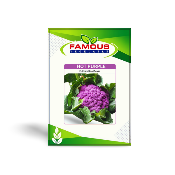 বেগুনি কালার রঙিন ফুলকপি হট পার্পল। Purple colored cauliflower seeds Hot Purple