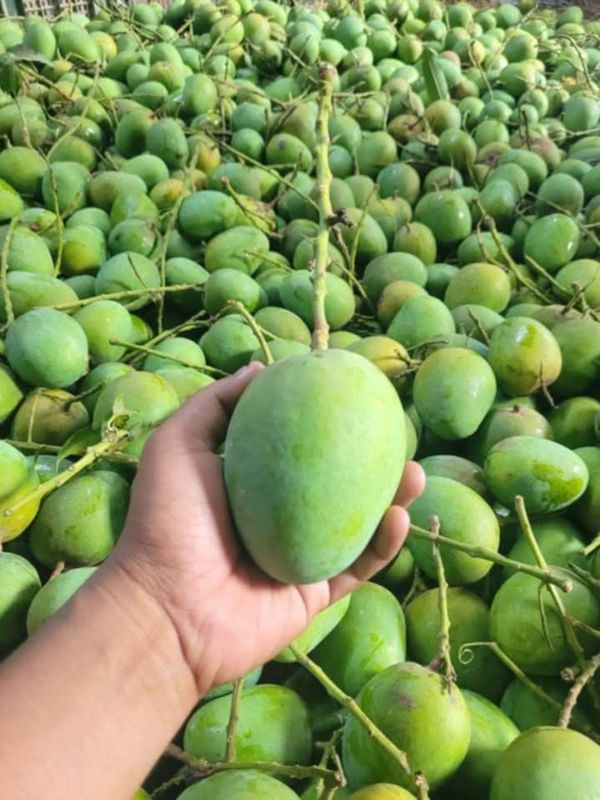 হিমসাগর আম (১০ কেজি)
